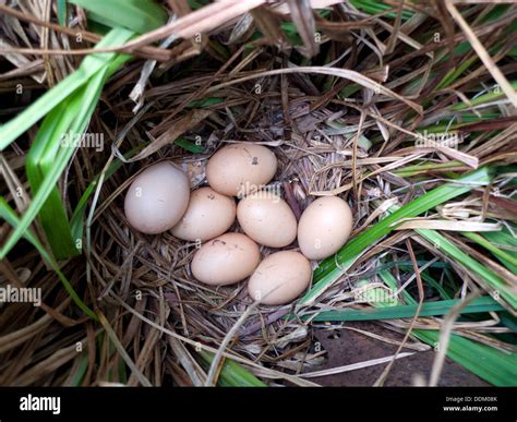 Clutch Of Eggs In A Nest at Kenton Bridges blog
