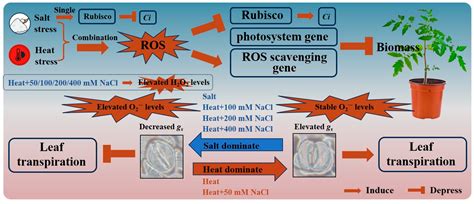 Higher Intensity of Salt Stress Accompanied by Heat Inhibits Stomatal ...