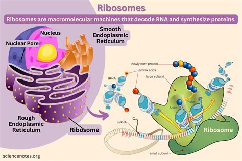 Image result for Ribosomes Structure and Function