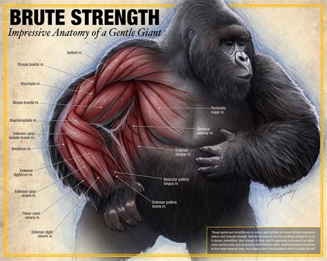 Gorilla Muscles