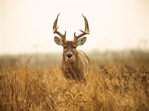 Big Buck Wallpapers - Top Free Big Buck Backgrounds - WallpaperAccess