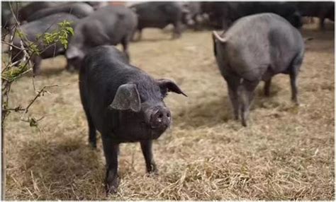全国第一的随州“黑小猪”——黄文博与他的“黑小猪”_贫困户
