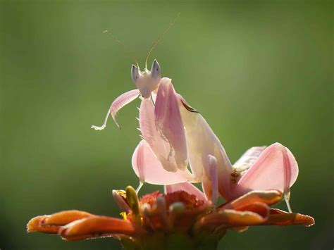 10 Wondrous Praying Mantis Facts