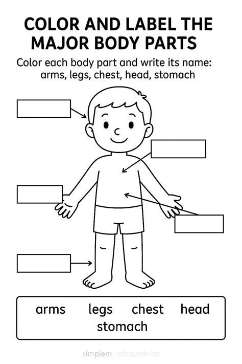 Label the Major Body Parts Worksheets - Free Image & PDF Printables