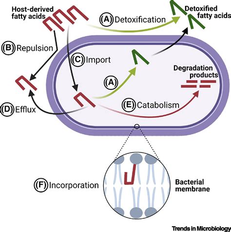 Adaptations Of Bacteria
