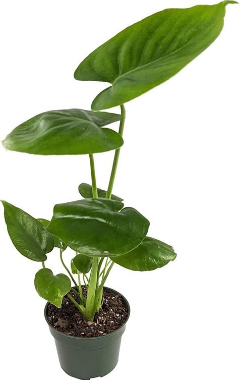 Ugaoo Monstera Deliciosa Live Indoor Plant In 7.5 Inch Self Watering ...