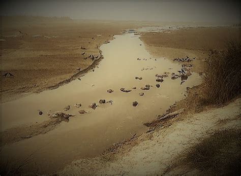 danger looms over nishad community of up bihar as corpse flow in ganga