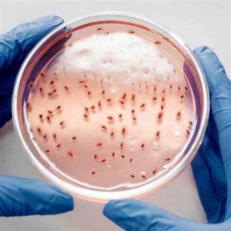 hpv - everything you need to know