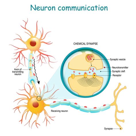 Nervous tissue — lesson. Science State Board, Class 9.
