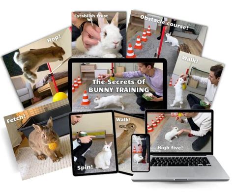 Rabbit Training 的图像结果