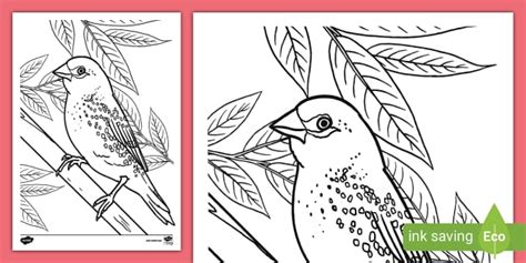 Red Avadavat Bird Colouring Page - Twinkl Resources - Twinkl