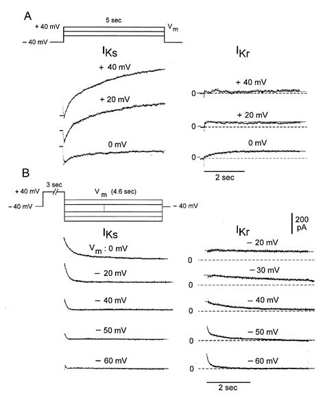 Characteristics of the Delayed Rectifier Current (IKr and IKs) in ...