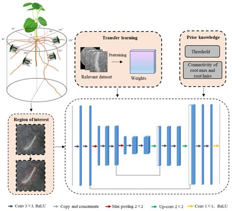Characterization of Root Hair Curling and Nodule Development in Soybean ...