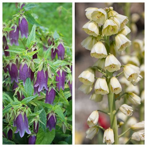 15 Gorgeous Bell Shaped Flowers For Your Garden - Sunny Home Gardens