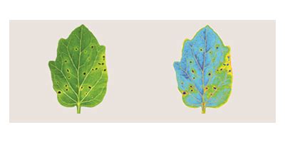 Image Analyzer, Image Analyzer in Pune