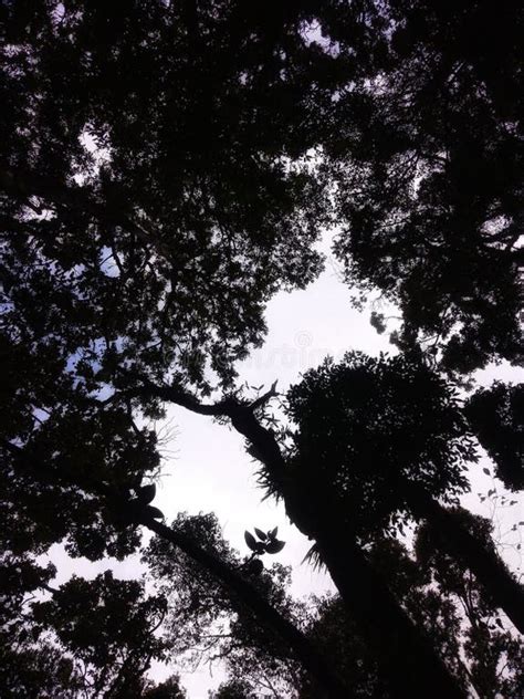 Image result for Western Java Rain Forests Conservation