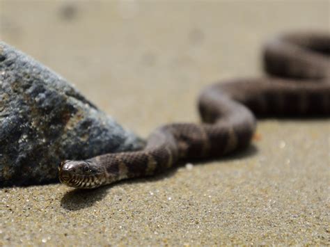 'Epic' footage shows snake-eat-snake