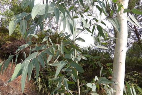 速生桉是什么植物？ - 蜜源植物 - 酷蜜蜂