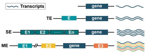 Exploring the Role of Enhancer-Mediated Transcriptional Regulation in ...