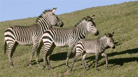Zebra | San Diego Zoo Animals & Plants