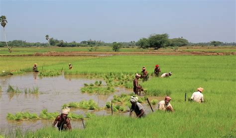 Why the Kaveri Delta Is Shrinking, and Farm Productivity With It