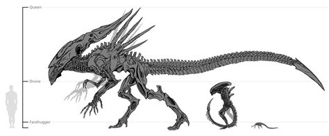 Image result for Xenomorph vs Protomorph