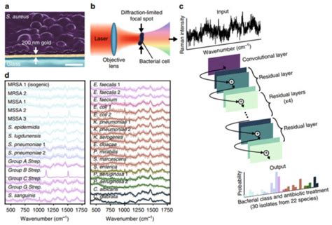 A Review of Raman-Based Technologies for Bacterial Identification and ...