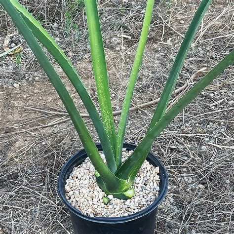 Blue agave 'Tequila Plant' - Agave Tequilana - Buy Online at Planet Desert