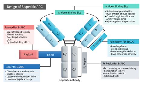 Popular Targets in the Bispecific ADC Pipeline-DIMA BIOTECH