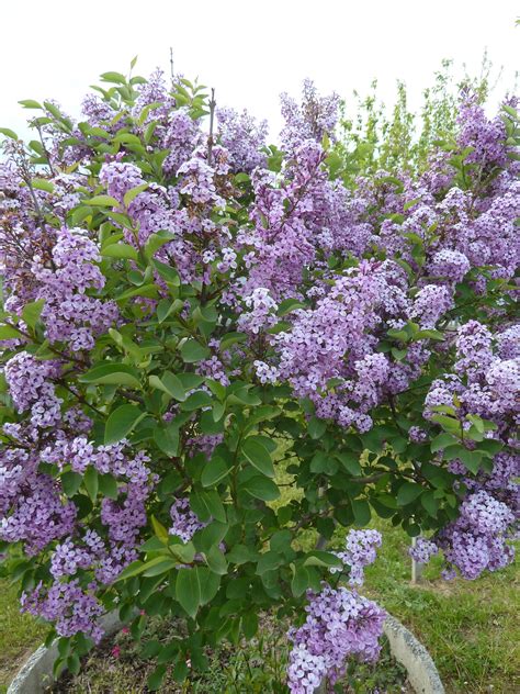 15 dwarf lilac varieties for small gardens – Artofit