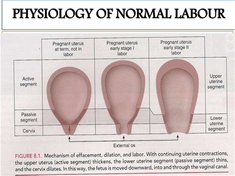 Image result for Normal Labour Duration