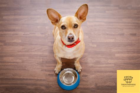 Feeding Frenzy: How Accurate Are Your Pet Food’s Feeding Directions ...