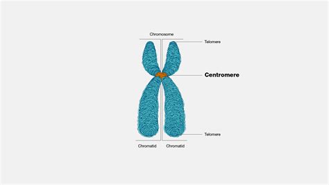 Centromere