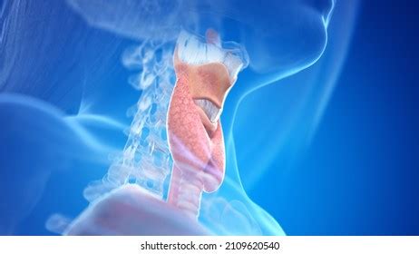 Neck Design Cutting 的图像结果