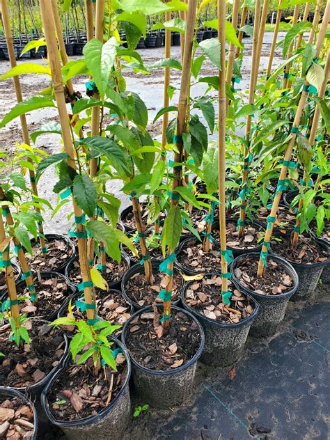 Taiwan Flowering Cherry – Chestnut Hill Nursery