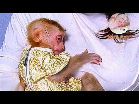 Image result for Bug Infested Baby Monkey