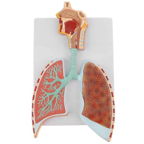 Buy Lung Anatomy Model, Life Size Respiratory System Model-Longitudinal ...