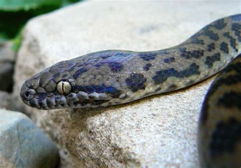 Image result for Spotted Python Habitat