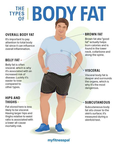 Types Of Body Fat Visceral Subcutaneous at Frances Chavez blog