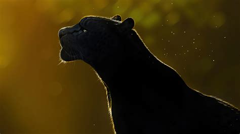 Free Spirit Black Panther 4k Wallpaper,HD Artist Wallpapers,4k ...