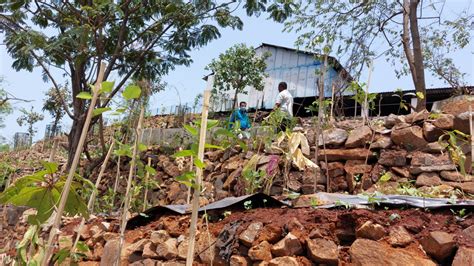 Mira Bhayandar: Fragrant trees in urban forest to mask smell at Uttan ...
