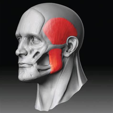 Image result for Masseter Muscle Trigger Point
