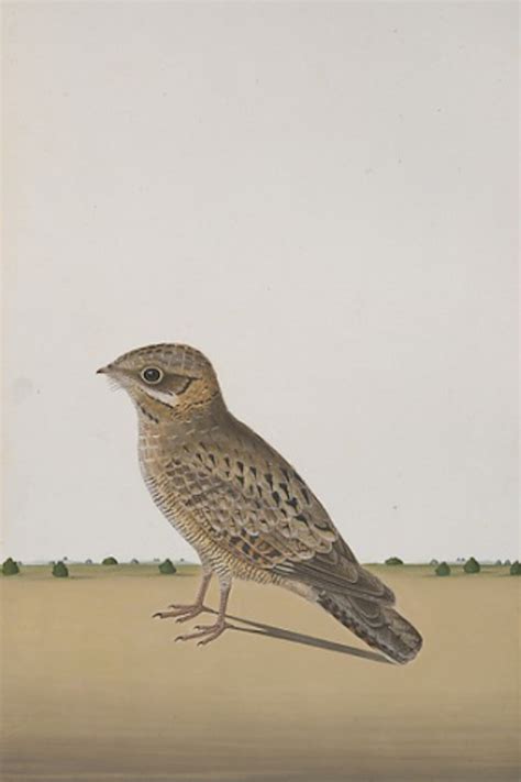 Company School Painting in India | Meer