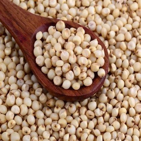 Rudrashakti Exports - Sorghum Seeds Manufacturer and Supplier from Jaipur