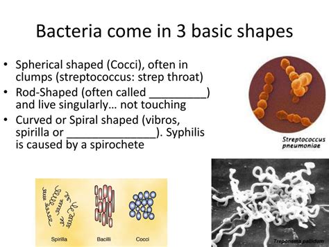 Image result for Course Prokaryotes