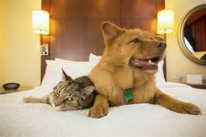 25 Best Pet-Friendly Hotels in the USA