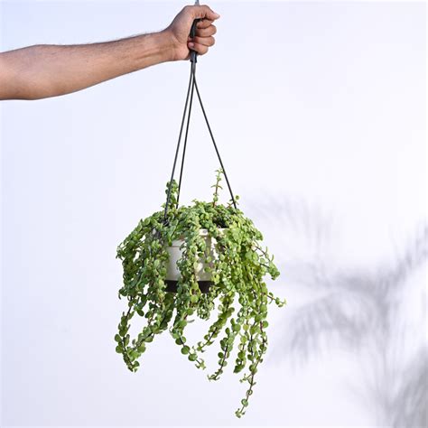 Buy Jade Plant Mini: Care Tips, Benefits, and More – Ugaoo