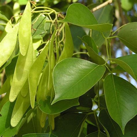 Sheesham Live Plant | Dalbergia Sissoo Indian Rosewood Tree with Pot ...