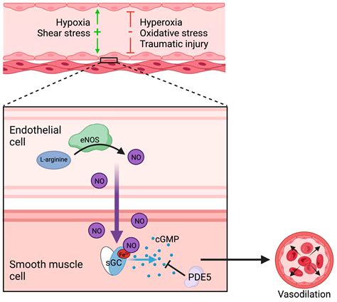 Targeting Soluble Guanylyl Cyclase during Ischemia and Reperfusion