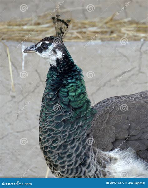 Peacock Vs Peahen